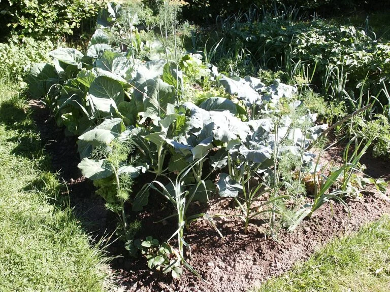 Ein dicht bepflanztes Hügelbeet mit Kohl und Lauch — es arbeitet nach demselben Schichtprinzip wie ein Hochbeet.