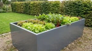 Silbergraues Metallhochbeet aus verzinktem Blech im Garten, bepflanzt mit Salat und Mangold