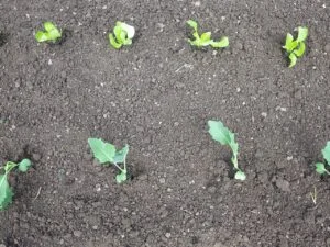 Mischkultur im Beet: Kohlrabi und Kopfsalat wachsen in abwechselnden Reihen nebeneinander.