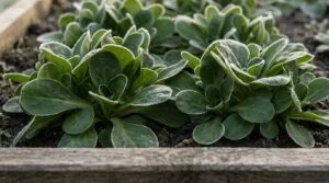 Dichte Rosetten von Feldsalat in einem Hochbeet, Raureif auf den dunkelgrünen Blättern