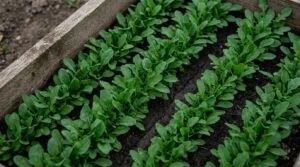 Dichte Reihen junger Rucolablätter in einem Hochbeet, dunkle Erde zwischen den Reihen