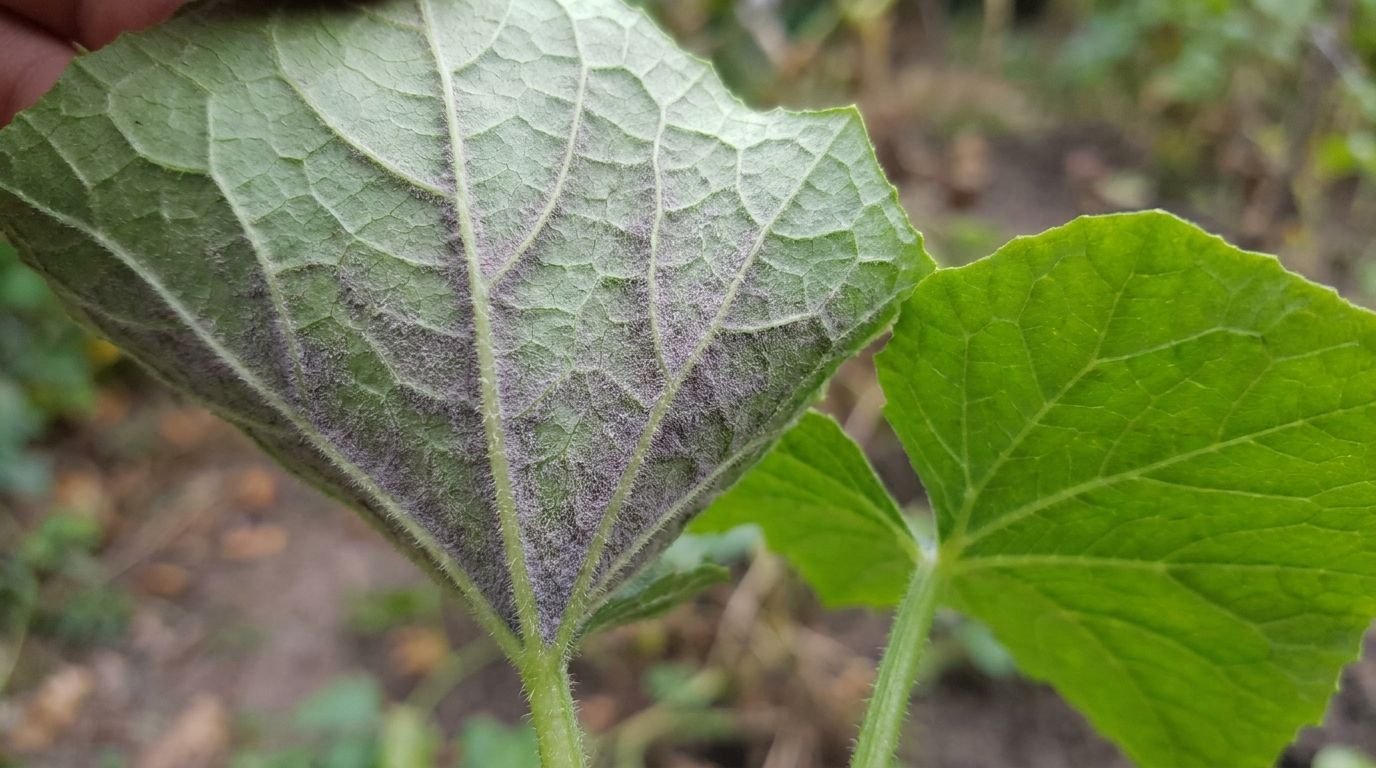 Falscher Mehltau: Blattunterseite einer Gurkenpflanze mit grau-violettem Belag, daneben ein gesundes Blatt zum Vergleich