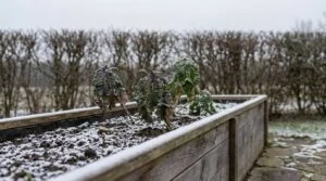 Hochbeet im Winter mit Grünkohl unter einer dünnen Schneeschicht, kahle Hecke dahinter